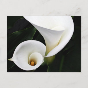 White calla Lillies Postcard