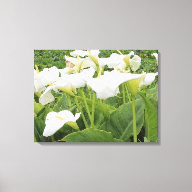 White Calla Lily   Canvas Print (Front)