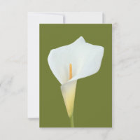 White Calla Lily Flower Backyard Garden Photo