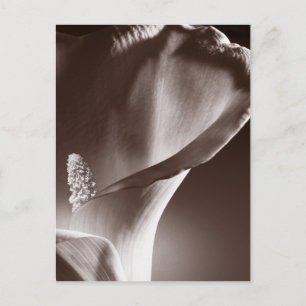 White Calla Lily Flower Black Background Postcard