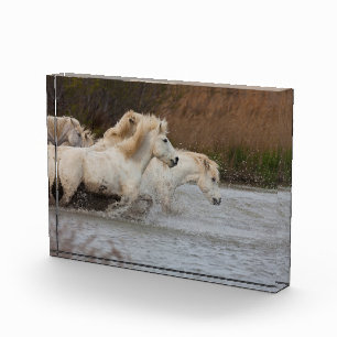 White Camargue Horses Running in Water Photo Block