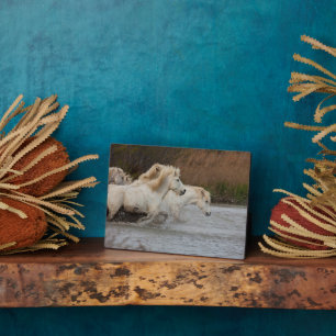 White Camargue Horses Running in Water Plaque