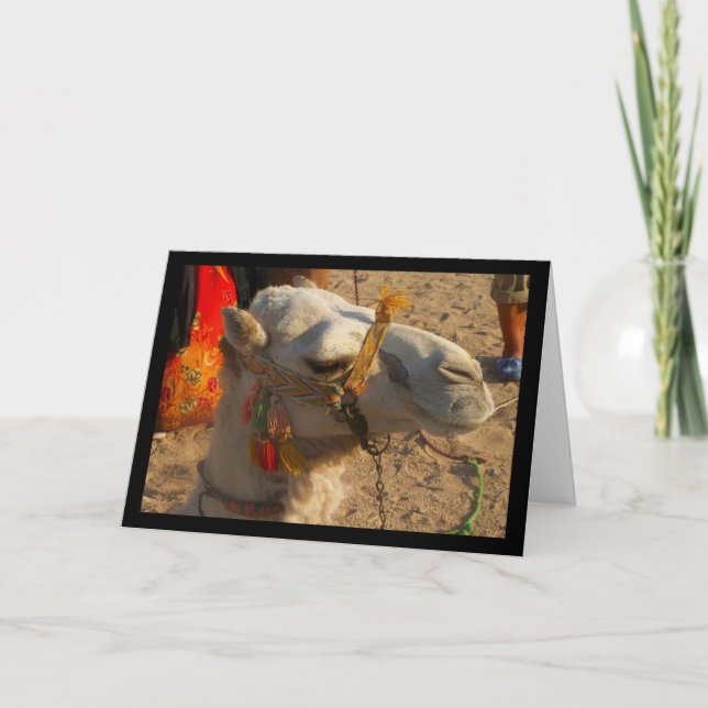 White Camel in Desert Card (Front)