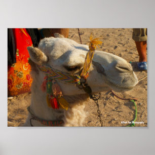 White Camel in Desert Poster