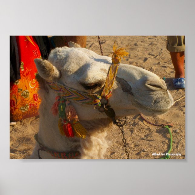 White Camel in Desert Poster (Front)