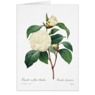 White camellia