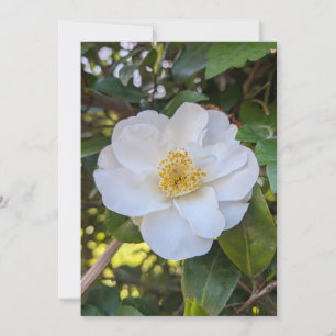 White Camellia Bloom in Morning Light Invitation