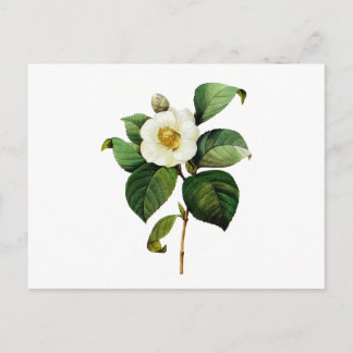 White Camellia by Pierre Joseph Redoute Postcard