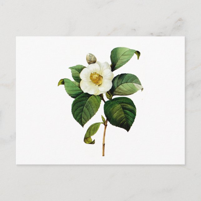 White Camellia by Pierre Joseph Redoute Postcard (Front)