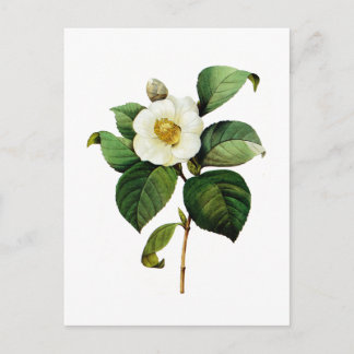 White Camellia by Pierre Joseph Redoute Postcard