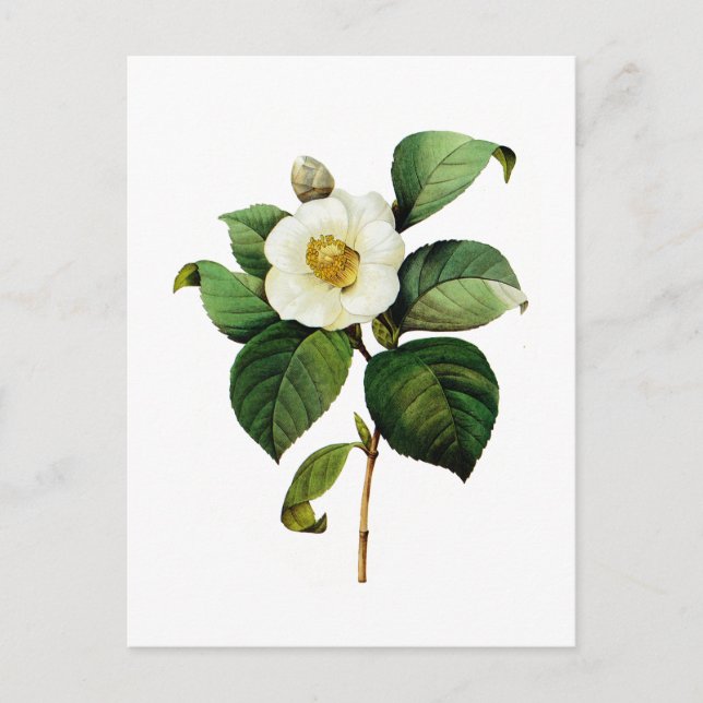 White Camellia by Pierre Joseph Redoute Postcard (Front)