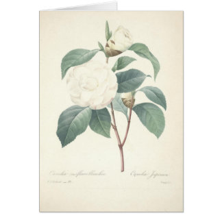 White Camellia by Redoute