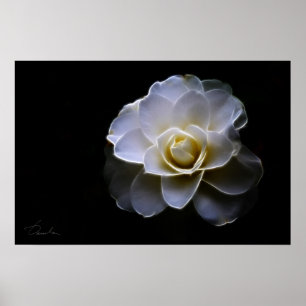white camellia colour poster