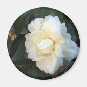 white camellia flower magnet