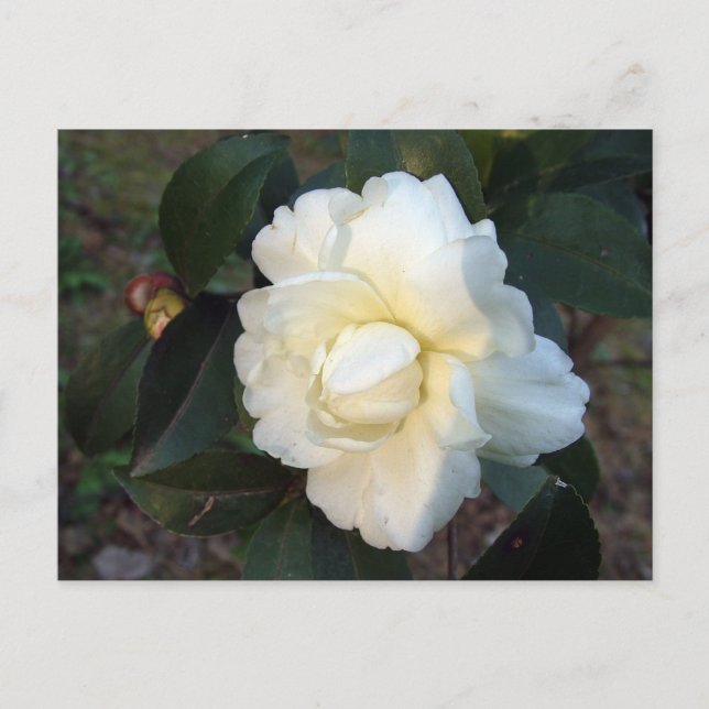 white camellia flower postcard (Front)