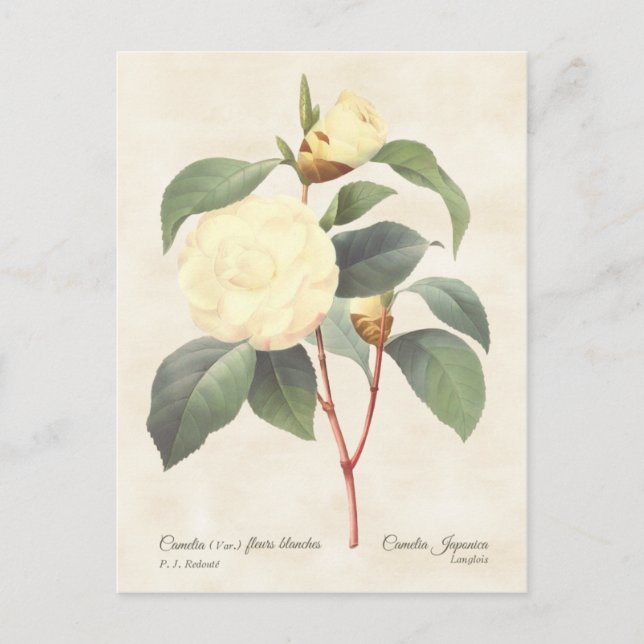 White Camellia Japonica Vintage Botanical Postcard (Front)