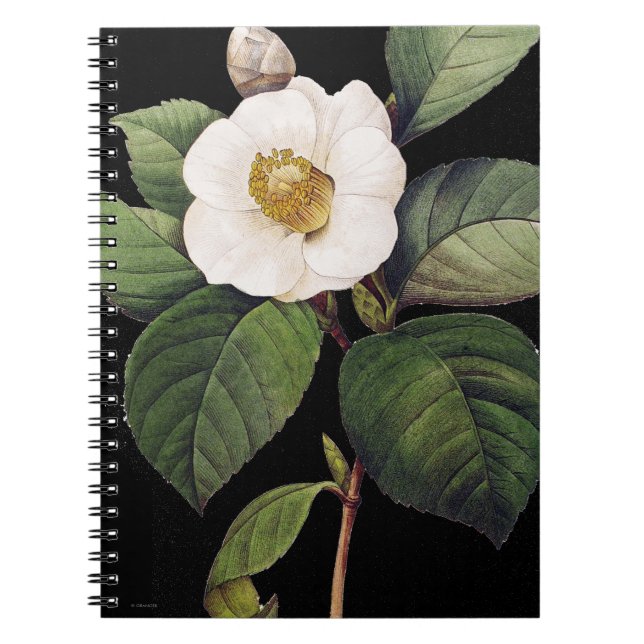 White Camellia Notebook (Front)