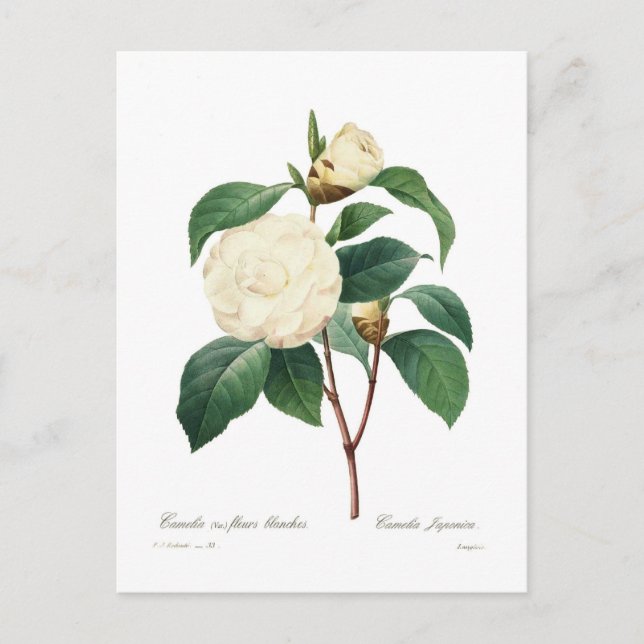 White Camellia Postcard (Front)
