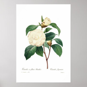 White camellia poster