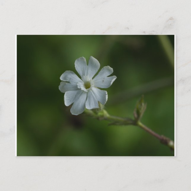 White Campion Wildflower Floral Postcard (Front)