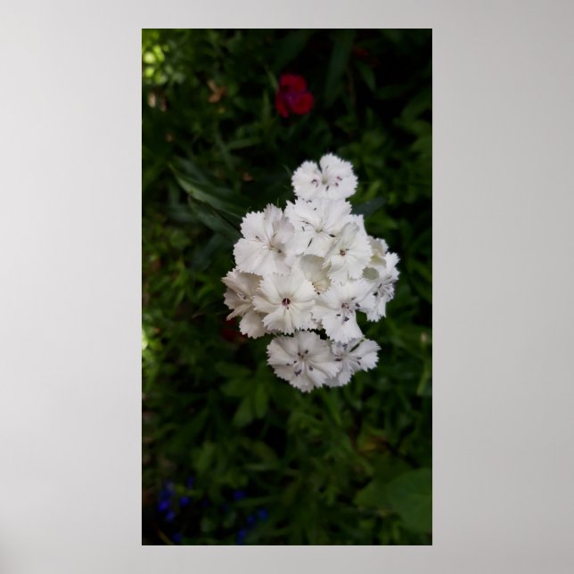 White Carnation Flowers Poster (Front)