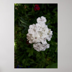 White Carnation Flowers Poster