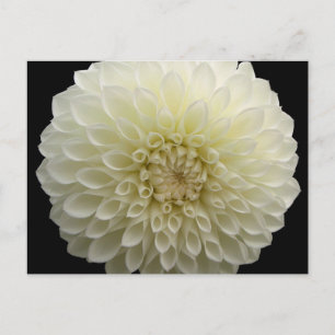 White Carnation Postcard