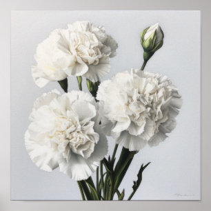 White Carnations Flower Art Print Poster