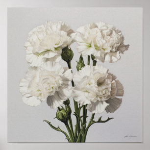 White Carnations Flower Art Print Poster