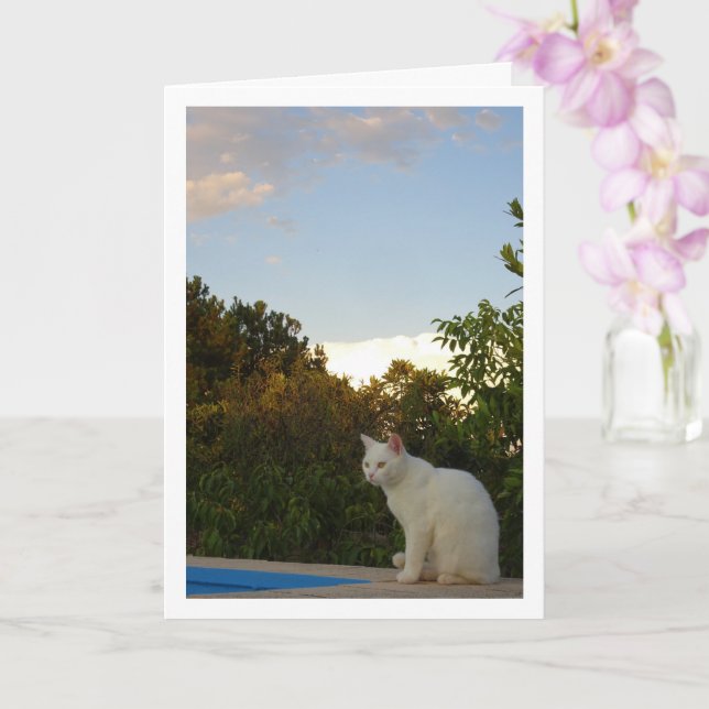 White Cat at Swimming Pool Card (Orchid)