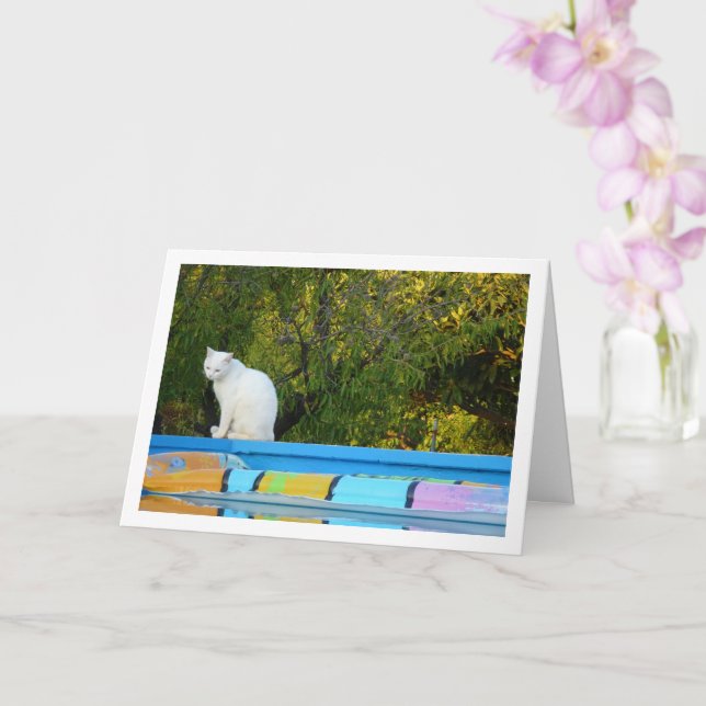 White Cat at Swimming Pool Card (Orchid)
