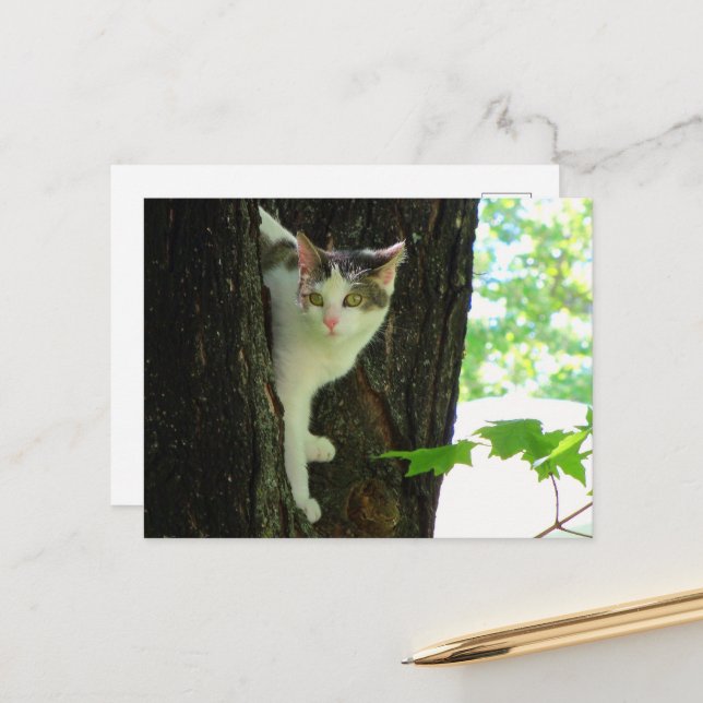  White Cat in Tree  Postcard (Front/Back In Situ)