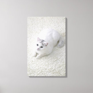 White cat looking up canvas print