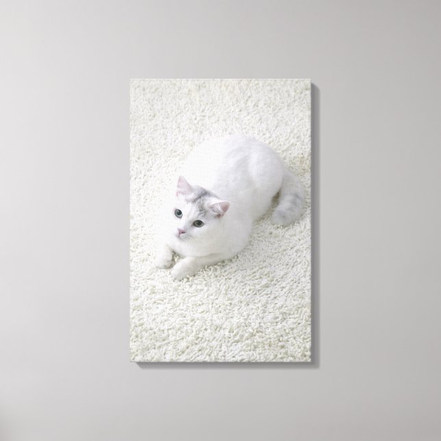 White cat looking up canvas print (Front)