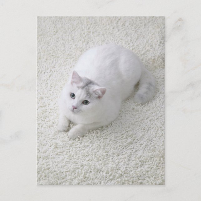 White cat looking up postcard (Front)