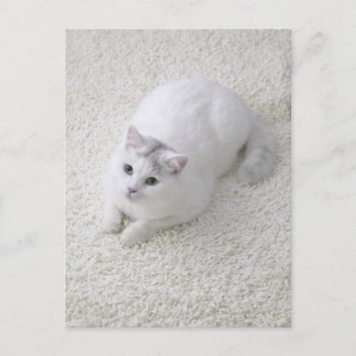 White cat looking up postcard