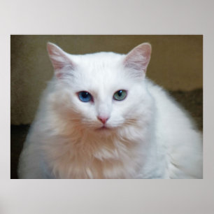 White Cat Poster
