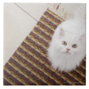 White cat sitting on mat tile