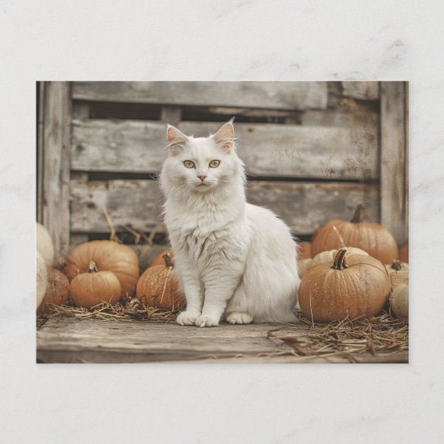 White Cat Vintage Autumn Pumpkins Postcard (Front)