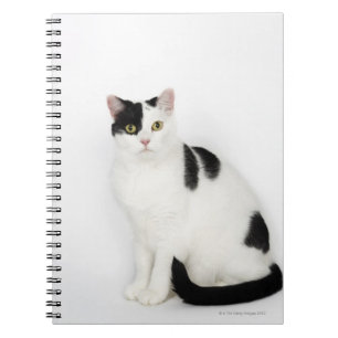 White cat with black spots notebook