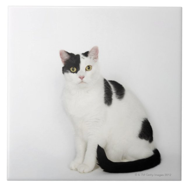 White cat with black spots tile (Front)