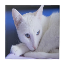 White Cat With Blue Eyes