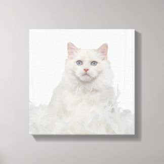 White Cat with Feathers Canvas Print