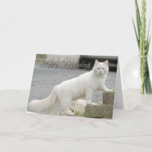 White cat with Happy Birthday Card