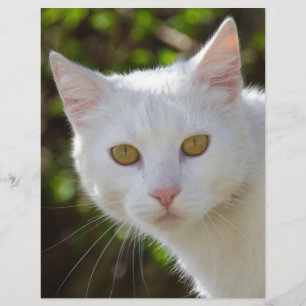 White Cat With Yellow Eyes