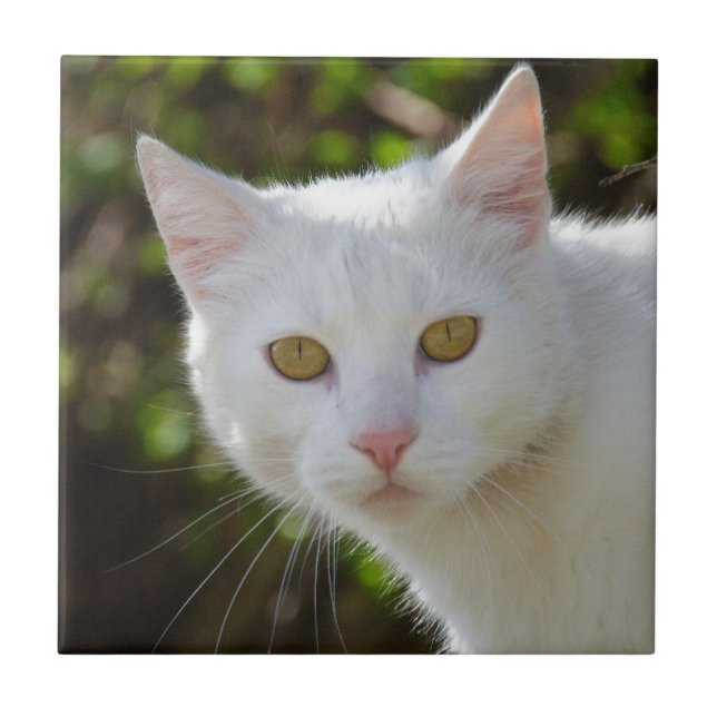 White Cat With Yellow Eyes Tile (Front)