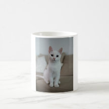 White cat | Zazzle_Growshop.