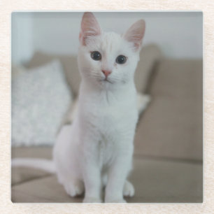 White cat Zazzle_Growshop. Glass Coaster