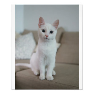 White cat Zazzle_Growshop. Photo Print