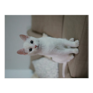 White cat Zazzle_Growshop. Poster